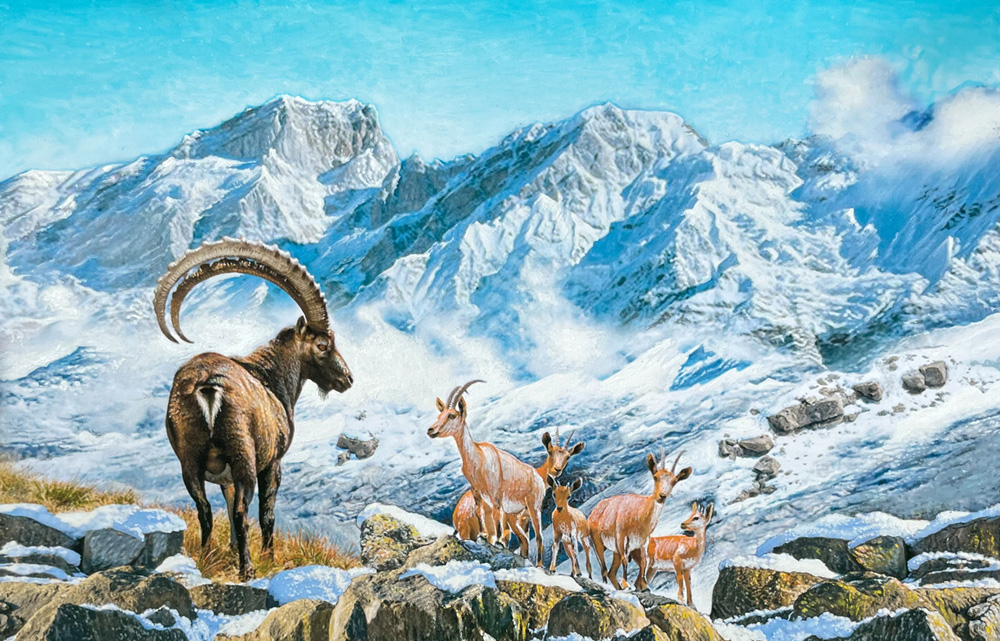 Claudia Hahn - Ibex Back from the Brink - Presidents Special Award