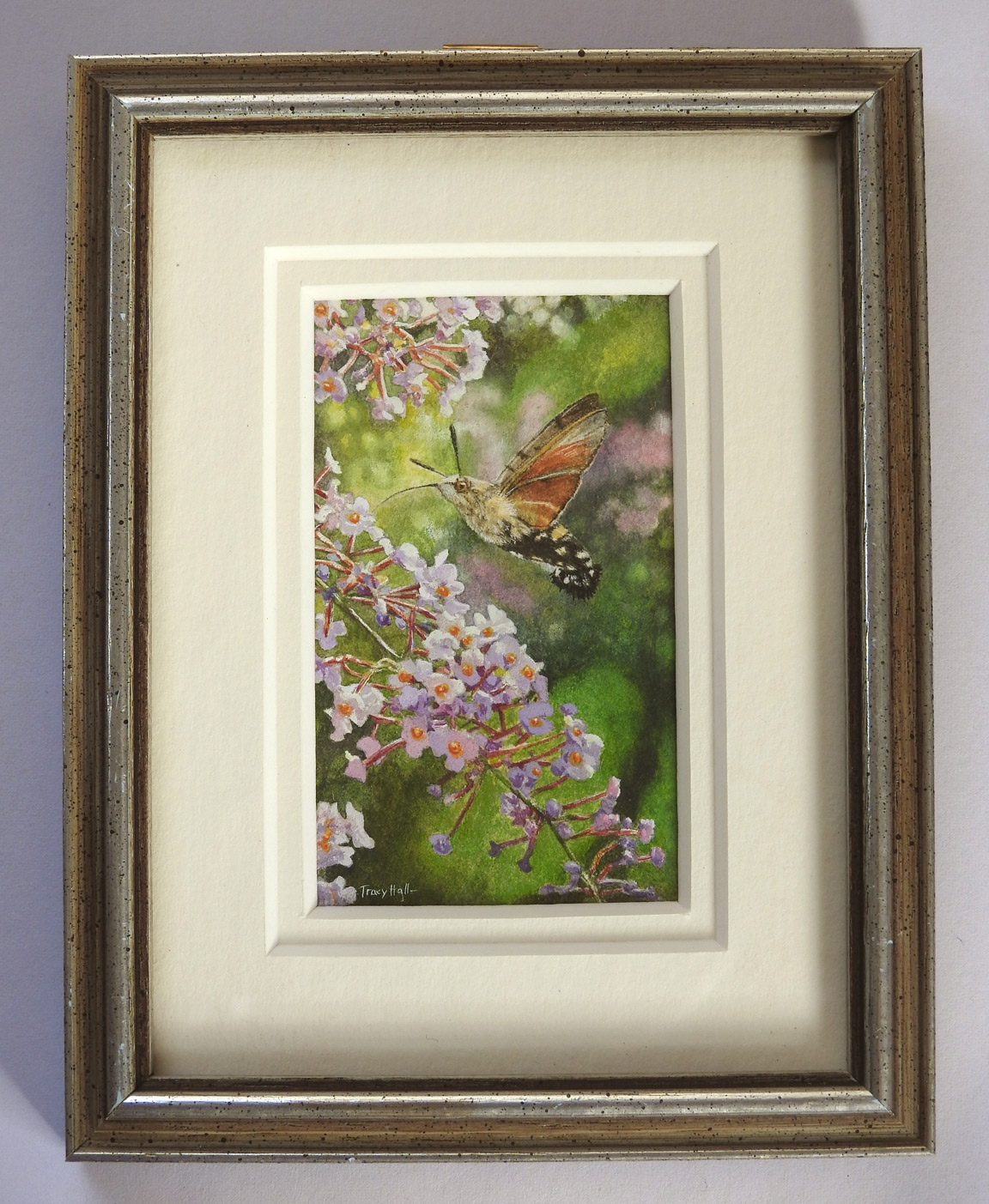 Group Award-Tracy-Hall-Hummingbird-Hawk-moth