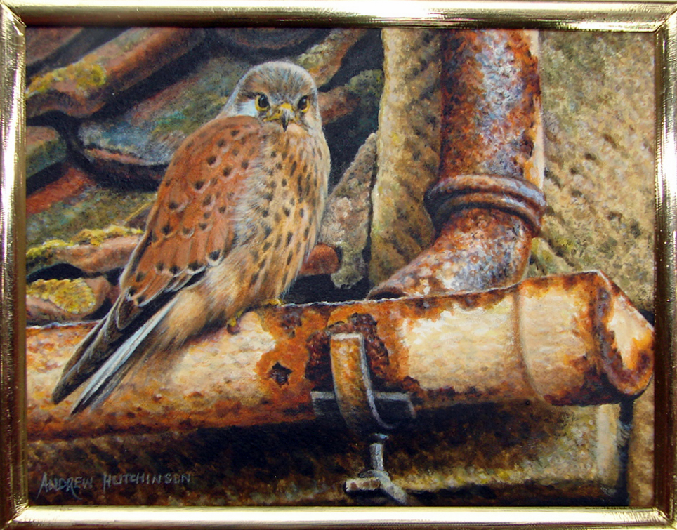 Andrew-Hutchinson-Life-in-the-Gutter-Kestrel