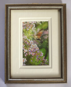 Group Award-Tracy-Hall-Hummingbird-Hawk-moth